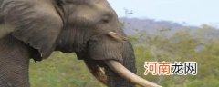 大象的耳朵耷拉着有什么作用