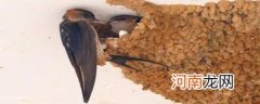 燕子怎么筑巢