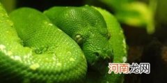 农村绿色的蛇是什么蛇