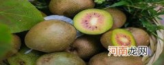猕猴桃季节