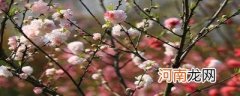 桃树开出了花补充句子