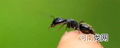 日本弓背蚁吃什么