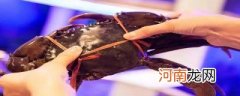 波格力蟹是什么品种