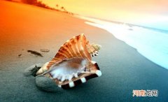 贝壳是动物吗