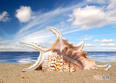 海螺是什么动物