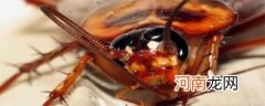 什么吃蟑螂