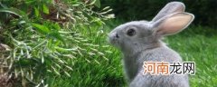 兔子是杂食动物吗