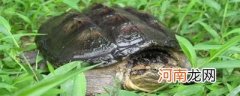 鳄鱼龟属于国家保护动物吗