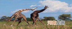 为什么长颈鹿的脖子这么长呢