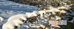 瑞雪兆丰年下雪对农事的好处包括