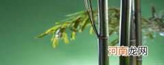 竹子象征