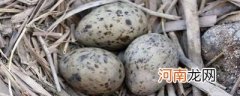 夏天鸟蛋会自己孵化吗