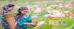 采莲曲的芙蓉是指