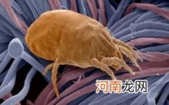 如何赶走尘螨