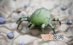 每个家庭都有尘螨吗?