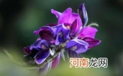 葛花解酒茶的作用