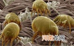 户尘螨怎么清除