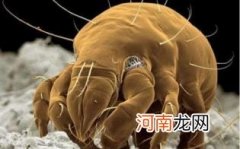 尘螨引起的疾病有哪些?