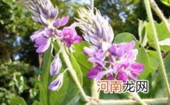 葛花和葛根可以一起喝吗