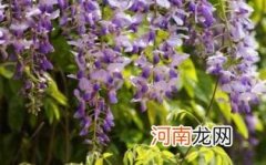 葛花和葛根哪个解酒好