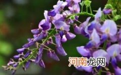 葛花和葛根一样吗