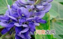 葛花的功效与作用及食用方法