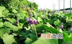 葛花解酒吗