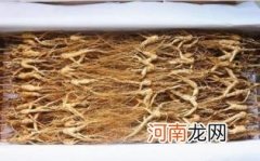 野山参长什么样