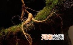 野山参如何保存