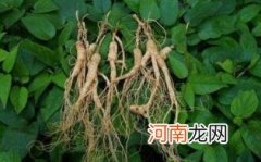 野山参有收藏价值吗