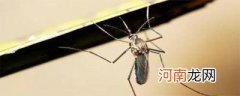蚊子可以飞几层楼高