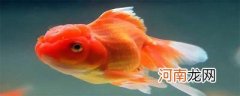 金鱼的尾巴有什么作用