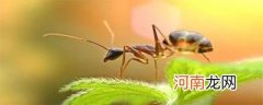 蚂蚁寿命
