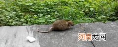 晚上有老鼠怎么吓跑它