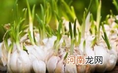 怎么去除容器里的蒜味