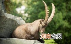 山羊绒大衣面料介绍