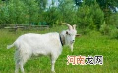 绵羊绒和山羊绒哪个更贵