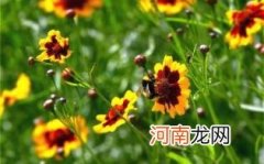 雪菊有降血脂和降血压作用