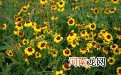 辨别新疆天山雪菊窍门