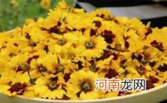 雪菊茶如何正确保存