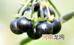 龙葵果是黑枸杞吗