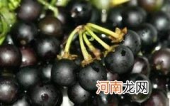 龙葵果是黑天天吗