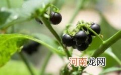 龙葵中文俗名有哪些