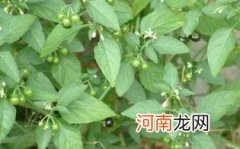 龙葵的食用方法