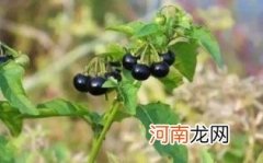 龙葵果多少钱一斤