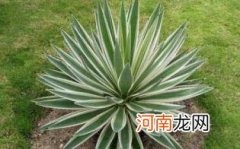 龙舌兰日出的故事