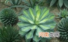 龙舌兰配什么盐比较好