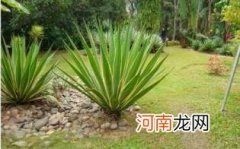 龙舌兰酒哪种牌子的好喝