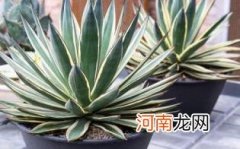 龙舌兰酒加什么饮料