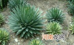 龙舌兰酒什么意思